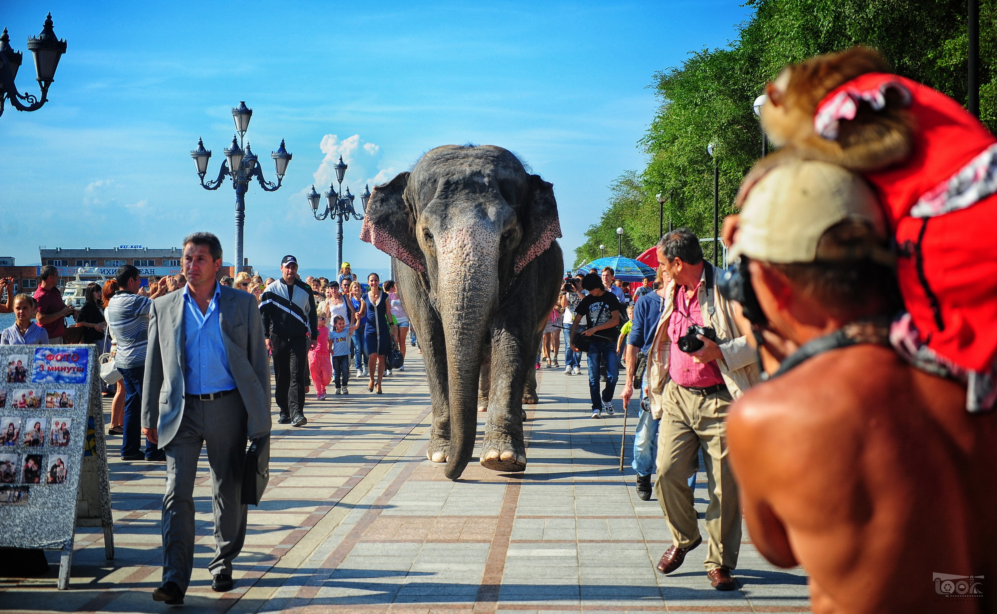 Погулять во владивостоке. Слон в городе. Слоны в городе. Слон на улице города. Слоны набережная Владивосток.